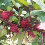 IMG_20250603_084700