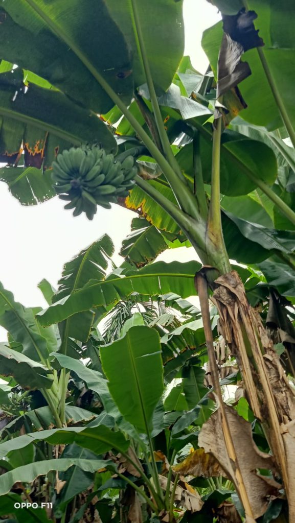 WhatsApp Image 2025-10-17 at 15.22.34_b63ed237